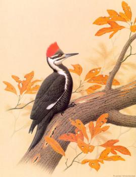 威廉 齊默曼 Pileated Woodpecker 威廉 齊默曼 Pileated Woodpecker